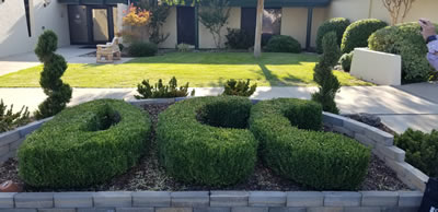 Shrubs manicured to spell out D C C.
