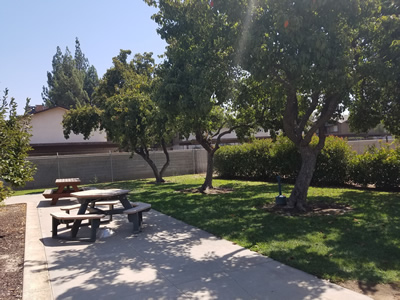 Picnic tables in a tree shaded area.